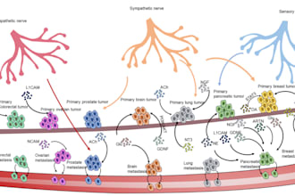 design biological scientific illustrations, figures,abstract