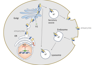 do scientific illustrations, graphical abstracts