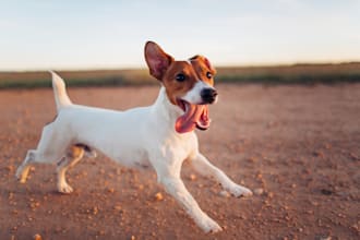do pranic healing to treat your pets