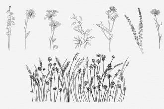 create botanical line art