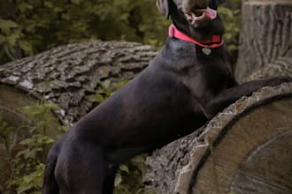 be your dog model chocolate labrador