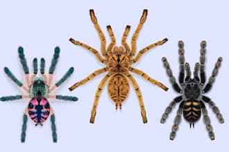 create morfological correct tarantula illustration