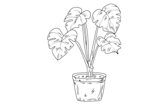 draw botanical illustration of flowers, line art