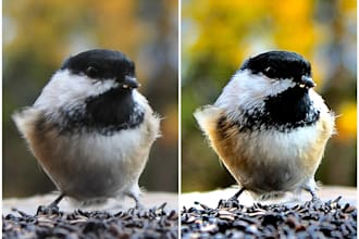 professionally edit your photos with photoshop and lightroom