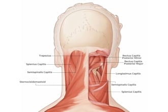 draw medical illustrations, diagrams and anatomy sketches
