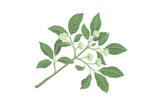draw botanical or flower illustrations