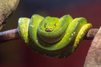 automate repetitive processes, write basic scripts, troubleshoot code in python