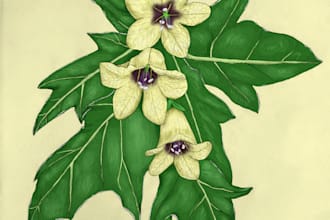 create illustration of plants, flowers, fruits and mushrooms