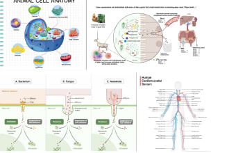 make scientific medical diagram figures, illustrations and graphical abstract