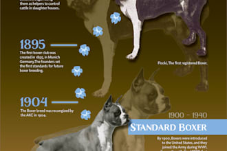 design a custom infographic