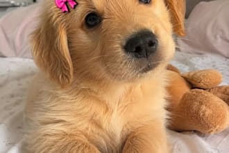 elevate your pet blogs, aritcles and research on animals pet