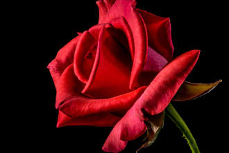 record a valentines day scottish poem and a personalised message