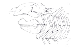 do scientific illustrations with ink