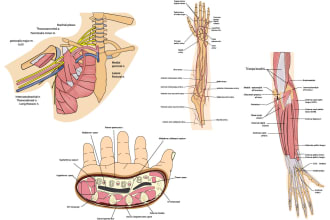 draw realistic medical and anatomy illustration