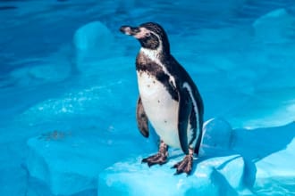 do zoology essays, veterinary medicine, zootechnics, animal science, ethology