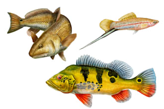 paint a realistic fish