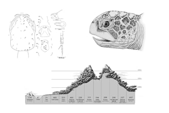 create scientific illustrations for articles and papers