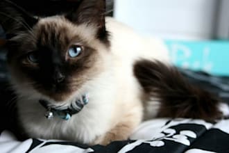 have my Siamese cat model with your logo, sign or message