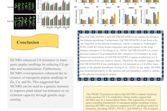 design scientific research and academic poster