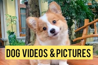 provide cute dog videos and pictures