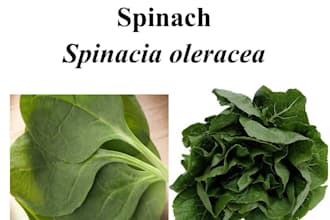deliver a video lecture on vegetables production and postharvest technology