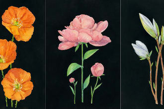 draw  botanical  illustration art for you