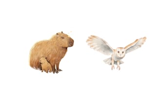 create insects, animals and botanical illustrations