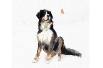 paint watercolor pet portrait