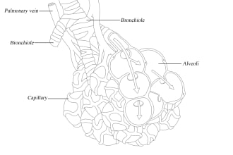 create simplified medical anatomy diagrams