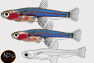 draw plant and animal scientific illustrations