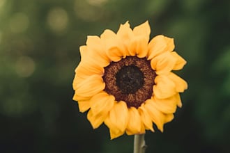 focus stack on your photography image or photos