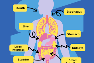 do research and write articles on biology, chemistry and anatomy