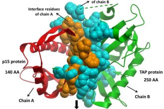 do molecular docking and interactions, structure analysis, MD simulations
