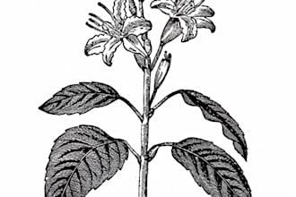 draw botanical illustrations of flowers, plants, fruits