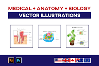 do customised medical, anatomy and biology illustrations