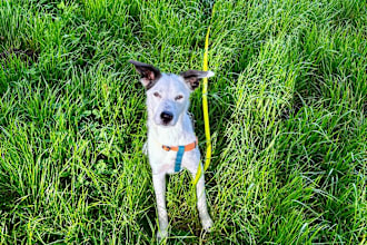 do ugc video with my dog