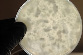 do anything around mushrooms