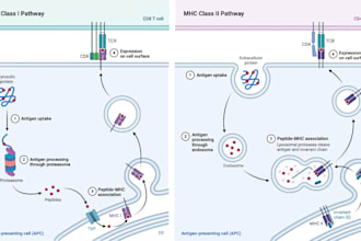 create medical and scientific illustrations, figures, pathways, flowcharts