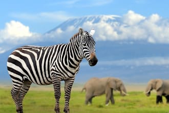 offer travel planning services to kenya