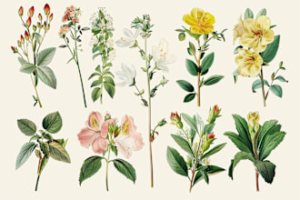draw botanical illustration of plant, flower illustration