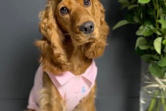 your cocker spaniel model for product photography