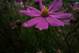 traslate hindi to english