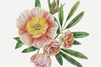 draw botanical illustrations of flowers, plants and fruits