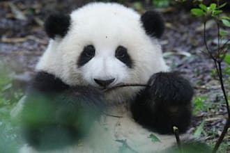 be your photographer and city tour guide in chengdu of china