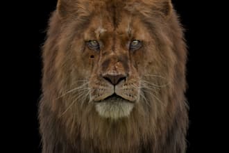 do hair grooming for your character