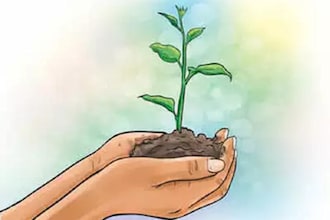 plant trees for you, eco friendly, sustainable and impactful