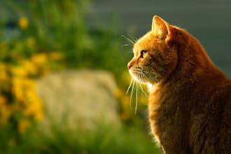 do a reconnective healing session for your pet