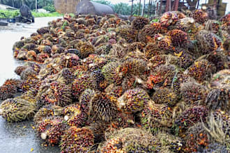 consult on agribusiness project management