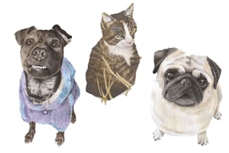 paint your pet portrait, dogs, cats