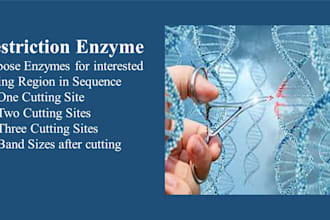 suggest a suitable restriction enzyme for the target sequence of the gene